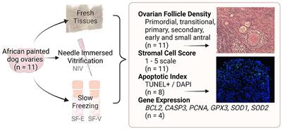 Cryopreservation of African painted dog (Lycaon pictus) ovarian tissue